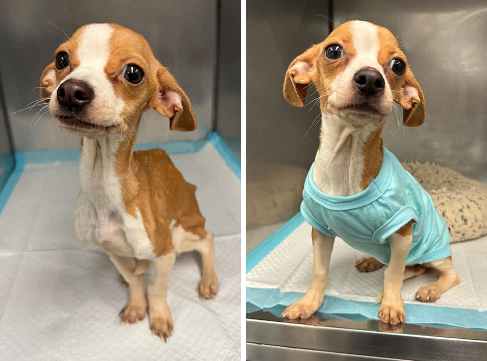 Luna - Antes e depois